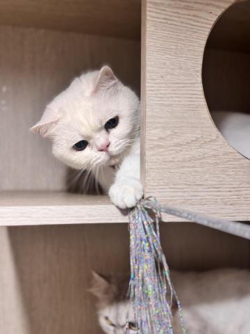 貓咪保姆-rou - 膽小貓咪陪玩