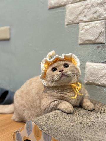 貓咪保姆-rou - 回傳貓咪美照