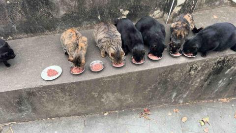 summer寵物保母 - 浪貓：孩子們都超級可愛的，有的怕生有的愛撒嬌?，每一隻都頭好壯壯❤️