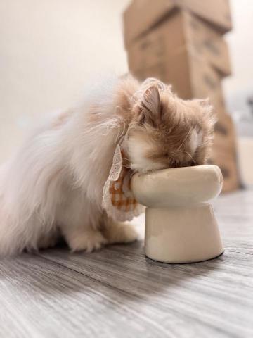 貓咪保姆-rou - 每日餵食紀錄回報