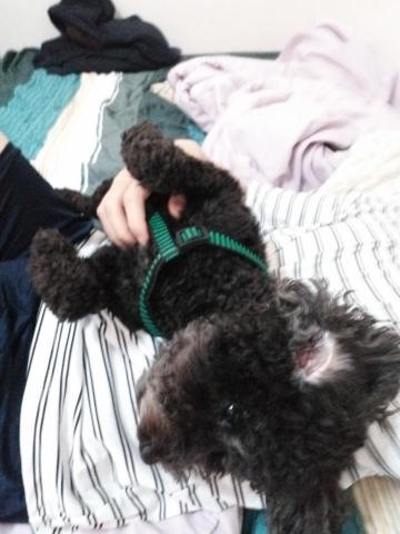 張小姐 - 南部家裡養的貴賓?