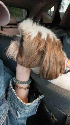 Hana - 帶狗狗出去海邊散步