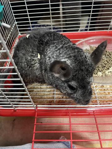 張小姐 - 家裡飼養的龍貓