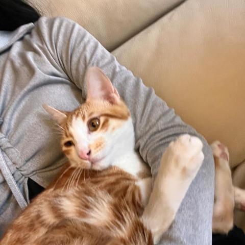 提供煮飯服務的專家A潔