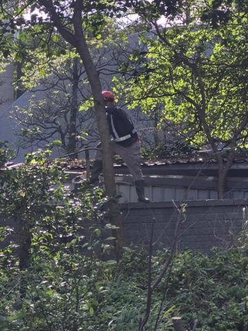 德祥企業 - 伐木工程