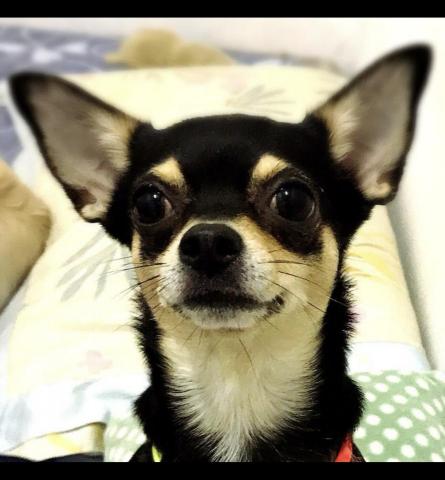 雙雙家 - 歡迎來雙雙家寄宿