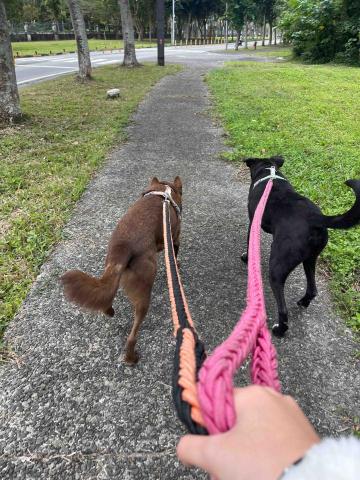 馬衣嫺 - 遛校狗