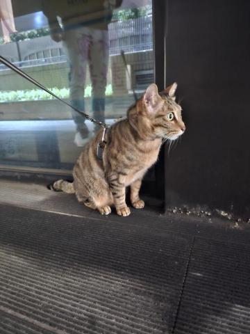 孫鳳連 - 我會帶我家貓咪出去玩（在之前都有做正向訓練，才能安心帶出去唷），所以到府不會強迫主子，我會依個性來做互動或者怕生的，我會當個陌生人?