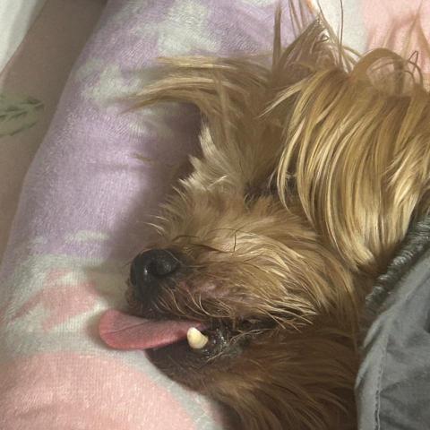 彰化寵物接送司機推薦馬衣嫺