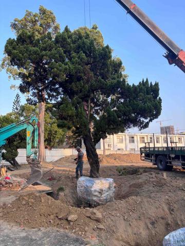 晨浩景觀 - 龍柏移植