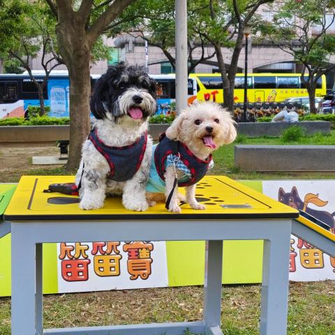 提供板橋寵物店服務的專家小荳芽毛孩快樂屋