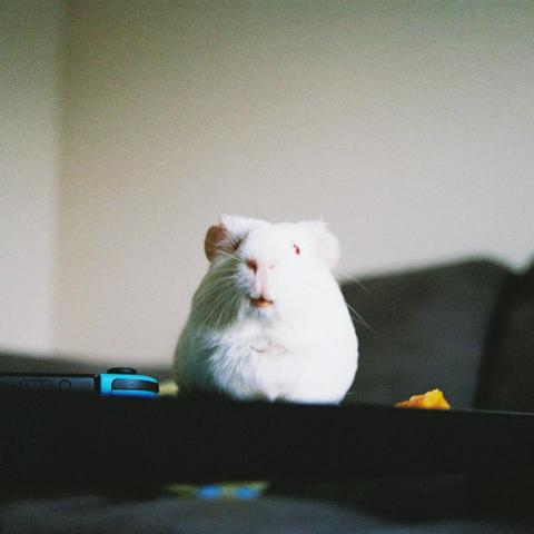 提供韓語服務的專家林安旎