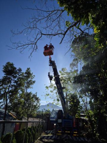 德祥企業 - 高空伐木