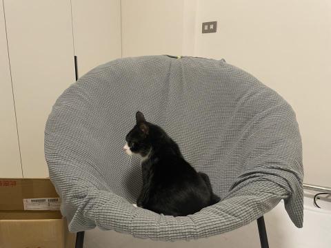 台南北區特寵犬貓保母 - 到府喂藥喂食環境清理陪伴