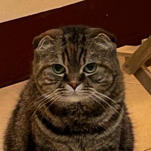 提供編輯mp4服務的專家鄭和鼎