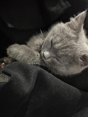 謝書瑤 - 毛孩被抱在懷裡睡著了