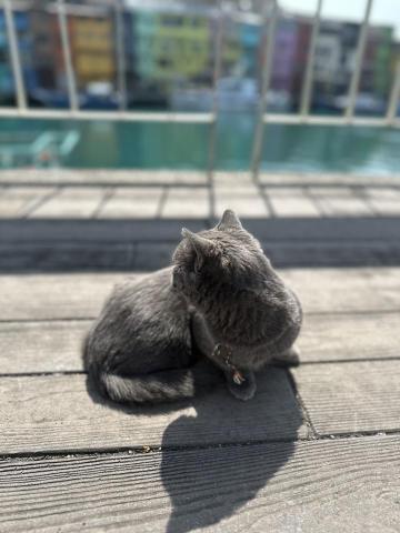 謝書瑤 - 帶毛孩散步