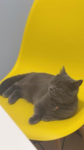 謝書瑤 - 毛孩放鬆的樣子