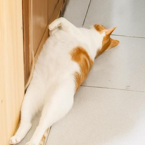 提供寄養服務的專家楊君