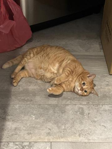 武郁華 - 我的天生腎病小貓?