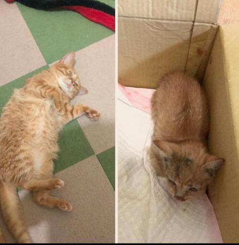 武郁華 - 在路邊車禍撿到帶回家照顧～