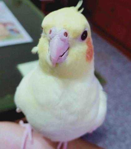 提供文法書dcard服務的專家歐宣妮