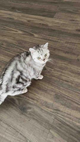 summer寵物保母 - Bobo:14歲的Bobo年紀比較大了，一樣很愛撒嬌，胃口也還不錯。只是情緒會比較難控制，如果心情不好摸牠會被揍?。