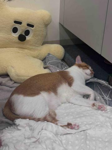 陳小姐 - 可愛貓咪