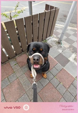 汪管家 Pet Butler｜高端到府照護・行為引導