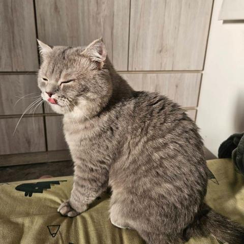 提供寄養服務的專家陳忻妤