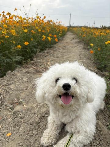 王子暟 - 帶女兒去花海節郊遊