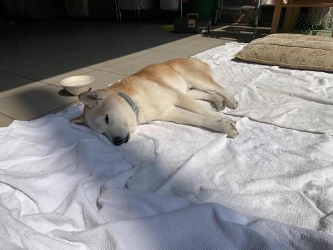 福福 - 陪14歲的雪碧曬暖烘烘的太陽，希望能讓他舒服點。