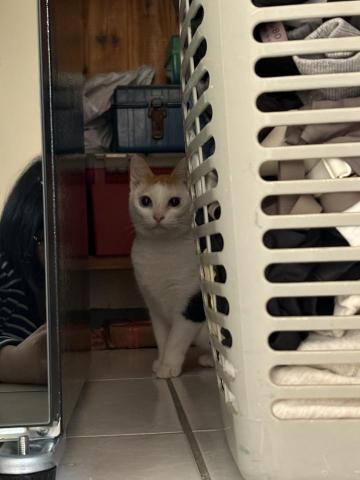 福福 - 剛服務的麗蓮，需要點時間熟悉味道