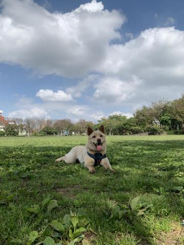 福福 - 帶白白散步，超開心