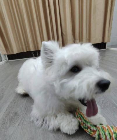 林采萱 - 陪狗狗玩