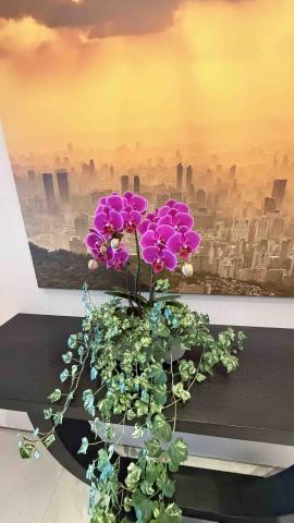 浥澍園藝工坊 - 盆花更換