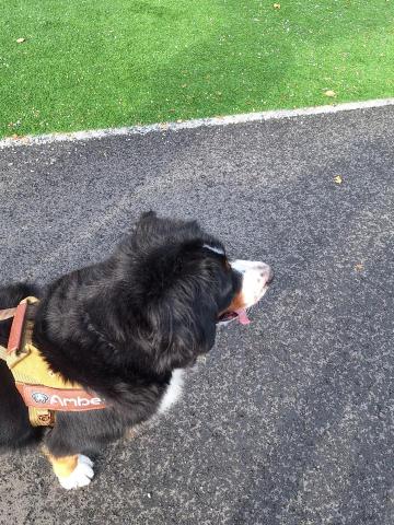 謝岦蓁 - 這是來自我一個朋友他們家的伯恩山犬，也是我第一次遛比較大型一點的狗狗，平常偶爾會幫忙遛米克斯之類的中型犬，大狗狗的運動量會比較大但他們的速度會比中型慢許多