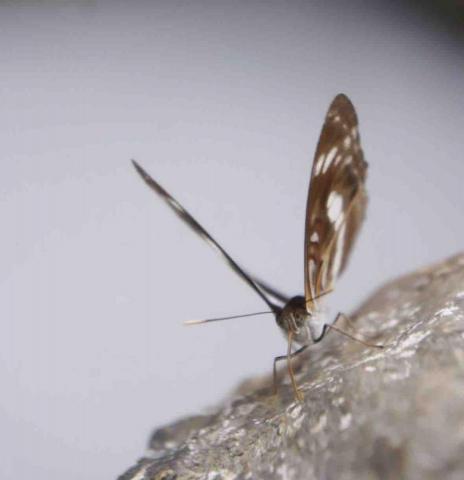 采采（女攝影師） - 