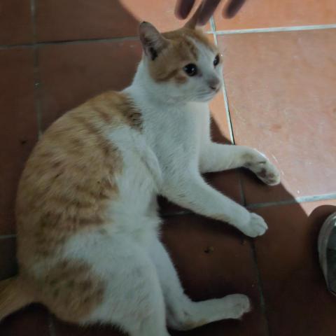 提供172服務的專家Rice Wang