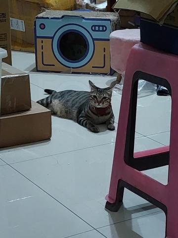 朱珠 - 很怕生的小寶貝，熟悉後很愛蹭蹭