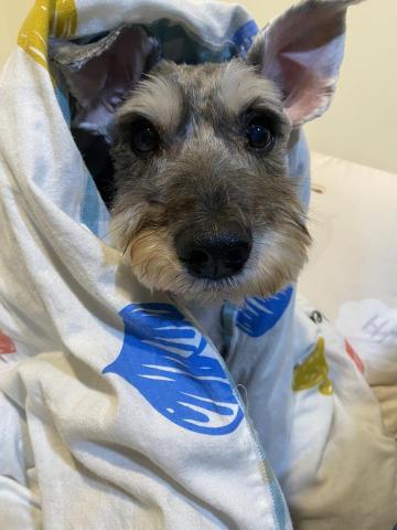 寵物保母 - 自家狗狗的床上照///