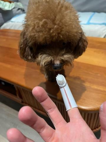 Ellen's pet care 到府寵物保姆 - 乖乖給保姆刷牙喔!