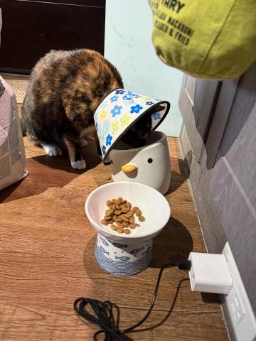 貓保母莎莎 - 放飯囉