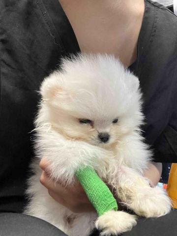 w - 300多克的腎臟病小寶寶