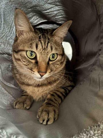 諾媽寵物保姆 - 