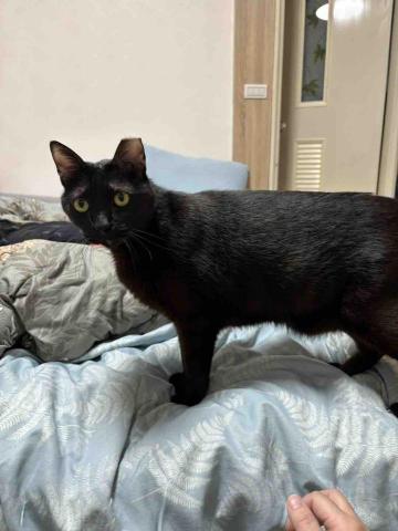 諾媽寵物保姆 - 