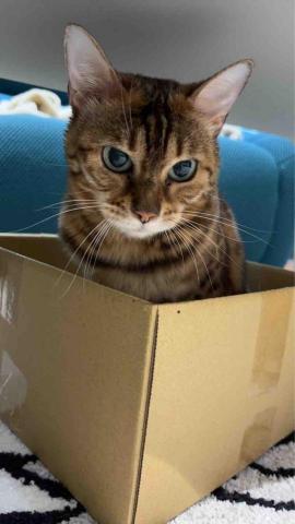 諾媽寵物保姆 - 