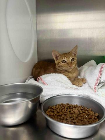 w - 不想吃飯的貓咪寶寶