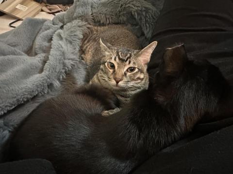 77 Cu - 兩貓一黑一虎斑
黑色大貓養四年已結紮
虎斑還沒有滿最低月數尚未結紮
均是公貓