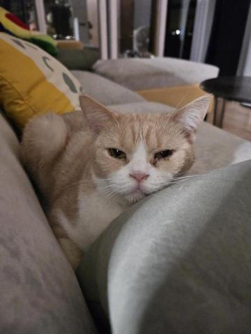 提供寄養犬服務的專家林惠瑾